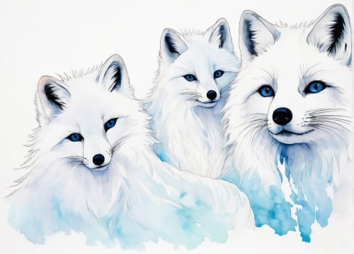 arctic fox,foxes,canidae,winter animals,wolves,watercolour fox,samoyed,color dogs,watercolor blue,canis lupus,anthropomorphized animals,animal icons,blue and white,three dogs,sakhalin husky,huskies,canadian eskimo dog,redfox,arctic,suidae,Illustration,Paper based,Paper Based 19