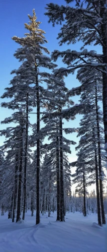 spruce-fir forest,snow in pine trees,spruce trees,pine forest,pine trees,spruce forest,fir forest,coniferous forest,fir trees,white pine,blue spruce,canadian fir,silvertip fir,snow in pine tree,evergreen trees,temperate coniferous forest,red pine,shortstraw pine,conifers,spruce tree,Illustration,American Style,American Style 14