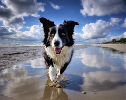 scotch collie,australian collie,border collie,collie,australian shepherd,smooth collie,english shepherd,stray dog on beach,beach dog,shetland sheepdog tricolour,welsh cardigan corgi,dog photography,dog shetland sheepdog,herding dog,rough collie,miniature australian shepherd,shetland sheepdog,dog-photography,sheltie,welsh sheepdog,Photography,Documentary Photography,Documentary Photography 12