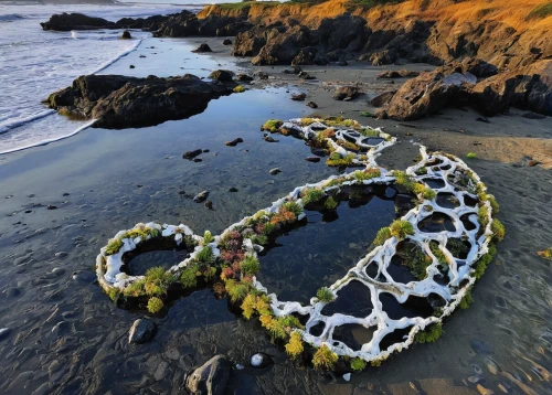 island chain,golden wreath,anchor chain,tide pool,environmental art,kelp gulls in love,art forms in nature,wrack,figure eight,rope bridge,natural rope,natural art,rose wreath,autism infinity symbol,mendocino,sea snake,horse shoe,anchor,dna helix,shipwreck,Conceptual Art,Graffiti Art,Graffiti Art 02