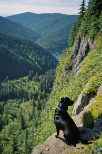 dog hiking,newfoundland,slowinski national park,vancouver island,karelian bear dog,karakachan dog,schipperke,mountain jackdaw,pont-audemer spaniel,british columbia,vigilant dog,montenegrin mountain hound,schweizer laufhund,black shepherd,estrela mountain dog,tyrolean hound,alpine chough,goat mountain,austrian pinscher,alpine dachsbracke,Photography,Black and white photography,Black and White Photography 10