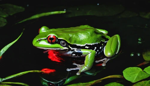 red-eyed tree frog,frog background,green frog,pond frog,coral finger tree frog,pacific treefrog,litoria fallax,barking tree frog,hyla,litoria caerulea,jazz frog garden ornament,kissing frog,frog through,frog figure,bull frog,squirrel tree frog,wallace's flying frog,poison dart frog,frog king,water frog,Illustration,Japanese style,Japanese Style 18