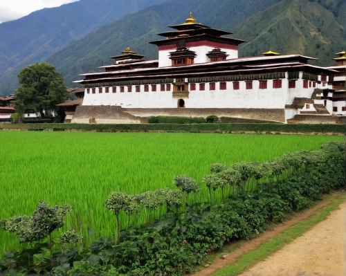 rice cultivation,prayer wheels,bhutan,everest region,unesco world heritage site,nepal,barley cultivation,hall of supreme harmony,rice terrace,sapa,nepali npr,monastery,traditional village,rice fields,the rice field,unesco world heritage,ha giang,rice field,thukpa,motorcycle tours,Conceptual Art,Graffiti Art,Graffiti Art 10