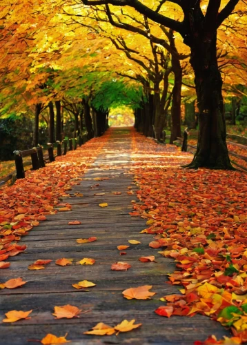 tree lined path,autumn background,autumn scenery,fallen leaves,autumn in japan,autumn forest,autumn walk,autumn park,fall landscape,autumn leaves,colors of autumn,autumn landscape,autumn motive,autumn trees,the autumn,autumn in the park,maple road,colored leaves,tree lined lane,golden autumn,Illustration,Japanese style,Japanese Style 17