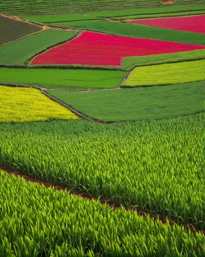 tulips field,tulip fields,tulip field,rice fields,blooming field,yamada's rice fields,flower field,rice field,the rice field,field of flowers,flowers field,vegetable field,color fields,fruit fields,poppy fields,rice terrace,vegetables landscape,cultivated field,agricultural,ricefield,Art,Classical Oil Painting,Classical Oil Painting 26