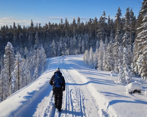 cross-country skiing,nordic skiing,ski touring,cross country skiing,telemark skiing,finnish lapland,snow trail,cross-country skier,backcountry skiiing,snowshoe,lapland,winter sports,slowinski national park,nordic combined,ski mountaineering,winter sport,winter trip,cross-country cycling,downhill ski binding,ore mountains,Illustration,American Style,American Style 06