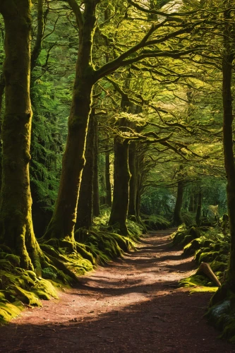 beech trees,beech forest,tree lined path,forest of dean,forest path,green forest,forest walk,deciduous forest,forest road,forest glade,fairytale forest,germany forest,enchanted forest,tree lined,beech hedge,elven forest,ordinary boxwood beech trees,fairy forest,tree lined lane,grove of trees,Photography,Documentary Photography,Documentary Photography 01