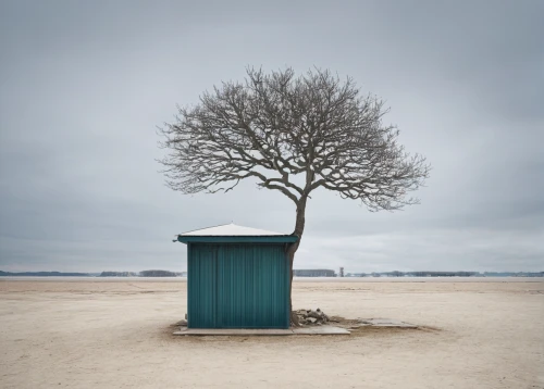beach hut,isolated tree,lifeguard tower,island poel,european beech,zingst,outhouse,laboe,coastal protection,rügen island,conceptual photography,tree thoughtless,fisherman's hut,baltic sea,garden shed,lone tree,wooden hut,north friesland,bare tree,beach furniture,Photography,Documentary Photography,Documentary Photography 04