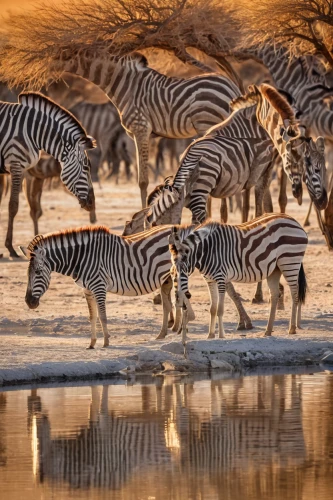 etosha,zebra crossing,burchell's zebra,watering hole,namibia,serengeti,wild animals crossing,zebras,water hole,animal migration,zebra pattern,botswana,tsavo,baby zebra,safaris,zebra,wildlife reserve,wildebeest,giraffidae,samburu,Illustration,Retro,Retro 13