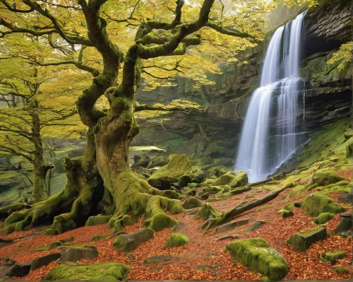 beech forest,the chubu sangaku national park,forest of dean,fairytale forest,brown waterfall,ash falls,green waterfall,beech trees,brook landscape,brecon beacons,fairy forest,shizuoka prefecture,forest landscape,waterfalls,beech mountains,autumn forest,bridal veil fall,natural scenery,japan landscape,cascading,Illustration,Realistic Fantasy,Realistic Fantasy 43