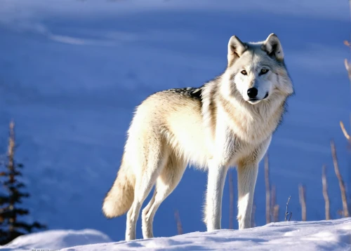 northern inuit dog,european wolf,gray wolf,saarloos wolfdog,greenland dog,canis lupus,wolfdog,canidae,canis lupus tundrarum,czechoslovakian wolfdog,canadian eskimo dog,sakhalin husky,white shepherd,tamaskan dog,howling wolf,west siberian laika,kunming wolfdog,wolf,sled dog,east siberian laika,Photography,Documentary Photography,Documentary Photography 07