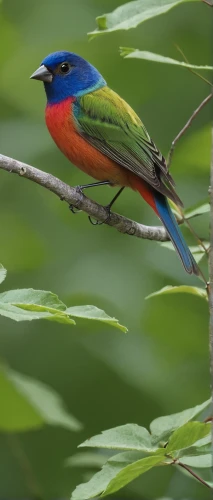 painted bunting,rosella,tanager,periparus ater,orange-breasted sunbird,white-crowned,green rosella,blue-capped motmot,sunbird,orange-bellied flowerpecker,crimson rosella,colorful birds,cardinalidae,southern double-collared sunbird,indigo bunting,javan trogon,red pompadour cotinga,broadbill,lazuli bunting,asian bird,Illustration,Vector,Vector 10