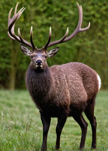 red deer,stag,cervus elaphus,manchurian stag,elk,european deer,antler velvet,deer bull,male deer,elk bull,pere davids male deer,buck antlers,pere davids deer,buffalo plaid antlers,moose antlers,black doe,sika deer,damm wild antler,deer head,antler,Conceptual Art,Daily,Daily 10