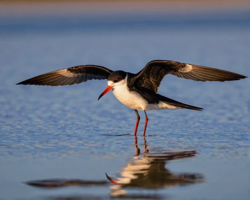 black skimmer,black-winged stilt,common stilt,oystercatcher,pied oystercatcher,wading bird,saddle-billed stork,haematopus ostralegus,black-billed stork,small wading birds,black stork,doñana national park,inca tern,shorebird,rattle stork,caspian tern,waterbird,galliformes,common tern,rallidae,Conceptual Art,Fantasy,Fantasy 17