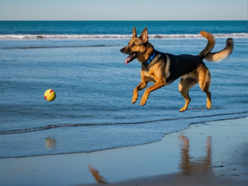 schutzhund,german shepherd dog,beach sports,dog playing,german shepherd,belgian shepherd malinois,australian kelpie,beauceron,dog sports,dog running,running dog,frisbee,fetch,beach basketball,dog photography,toy manchester terrier,manchester terrier,german pinscher,dog-photography,pet vitamins & supplements,Illustration,American Style,American Style 15