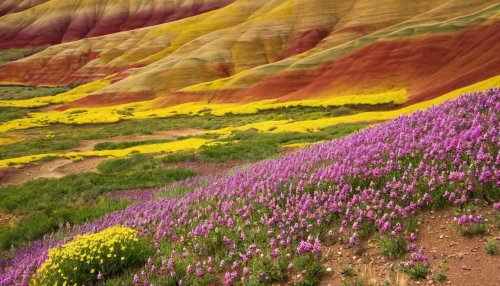 flowerful desert,blanket of flowers,field of flowers,blooming field,painted hills,purple landscape,flower field,colorado sand dunes,the valley of flowers,wildflowers,flower carpet,sea of flowers,flowers field,pink sand dunes,gobi desert,flower blanket,namib desert,coral pink sand dunes,desert flower,namib,Illustration,Black and White,Black and White 24