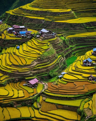 rice terrace,rice terraces,rice fields,rice field,rice paddies,the rice field,ricefield,vegetables landscape,vegetable field,yamada's rice fields,agricultural,terraced,vietnam,guizhou,ha giang,farm landscape,terraces,agriculture,rice cultivation,sapa,Conceptual Art,Fantasy,Fantasy 26