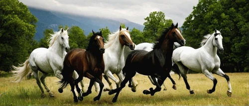 horse herd,white horses,beautiful horses,equines,horses,wild horses,horse horses,horse riders,arabian horses,equine,endurance riding,horse breeding,two-horses,andalusians,bay horses,horsemen,horse herder,cavalry,gallops,horsepower,Photography,Documentary Photography,Documentary Photography 05