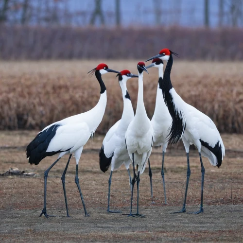 red-crowned crane,grey crowned cranes,eastern crowned crane,fujian white crane,white-naped crane,gray crowned crane,white storks,whooping crane,grey crowned crane,spur-winged plover,demoiselle crane,grey neck king crane,storks,cranes from eberswalde,common stilt,saddle-billed stork,doñana national park,group of birds,ibis,cranes,Art,Artistic Painting,Artistic Painting 23