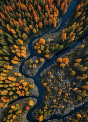 flowing creek,autumn forest,autumn mountains,fall landscape,mountain river,braided river,river landscape,fluvial landforms of streams,fall colors,fall foliage,aerial landscape,autumn colors,autumn scenery,a river,deciduous forest,autumn landscape,autumn trees,coniferous forest,larch forests,colors of autumn,Photography,Documentary Photography,Documentary Photography 28