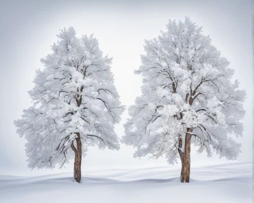 snow trees,snow in pine trees,snow tree,snow landscape,snowy tree,winter background,evergreen trees,winter forest,hoarfrost,treemsnow,snow scene,spruce trees,birch tree background,snowy landscape,winter landscape,winter tree,snowflake background,fir trees,finnish lapland,snowy still-life,Photography,Fashion Photography,Fashion Photography 02