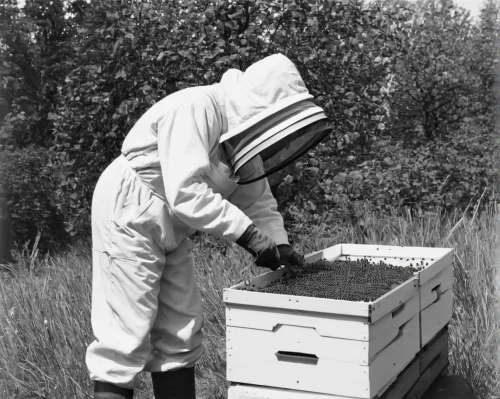beekeeping,beekeeper,beekeepers,beekeeper's smoker,bee keeping,beekeeping smoker,apiary,bee-keeping,beekeeper plant,beehives,bee farm,female worker,bee hive,bee colonies,bee colony,field trial,honey bee home,vintage 1951-1952 vintage,pesticide,varroa,Photography,Black and white photography,Black and White Photography 03