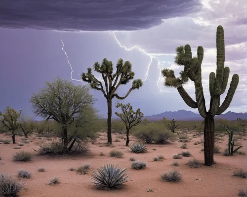 sonoran desert,desert desert landscape,arid landscape,desert landscape,organ pipe cactus,arizona,desert plant,arid land,sonoran,arid,saguaro,cactus digital background,desert plants,dutchman's-pipe cactus,capture desert,arizona-sonora desert museum,mesquite flats,moonlight cactus,high desert,mojave desert,Photography,Black and white photography,Black and White Photography 05