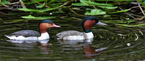 a pair of geese,eurasian wigeon,wild ducks,water birds,waterfowls,mallards,synchronized swimming,schwimmvogel,water fowl,ruddy shelducks,chestnut-breasted shelduck,small wading birds,bird couple,great-crested grebe eggs,galliformes,bath ducks,swan pair,shelduck,pair,waterfowl,Illustration,Black and White,Black and White 15