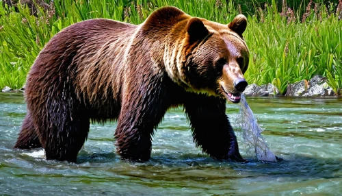 kodiak bear,bear kamchatka,brown bear,grizzly bear,denali national park,great bear,nordic bear,brown bears,kodiak,grizzlies,grizzly,alaska,scandia bear,bear,american black bear,grizzly cub,cute bear,cub,bear guardian,bear market,Illustration,American Style,American Style 01