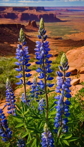 lupines,lupins,lupine,flowerful desert,wildflowers,lupinus mutabilis,united states national park,texas bluebonnet,siberian bugloss,bluebonnet,desert flower,blue bonnet,delphinium,blue flowers,jasione montana,fairyland canyon,wild flowers,blue bell,blue cardinal flower,rocket flowers,Art,Artistic Painting,Artistic Painting 03