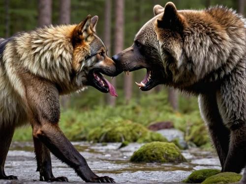 wolf couple,two wolves,brown bears,wolves,grizzlies,bear cubs,carnivores,woodland animals,eurasier,european wolf,wild animals,predation,canis lupus tundrarum,nordic bear,wolf hunting,werewolves,canidae,anthropomorphized animals,canis lupus,courtship,Conceptual Art,Daily,Daily 14