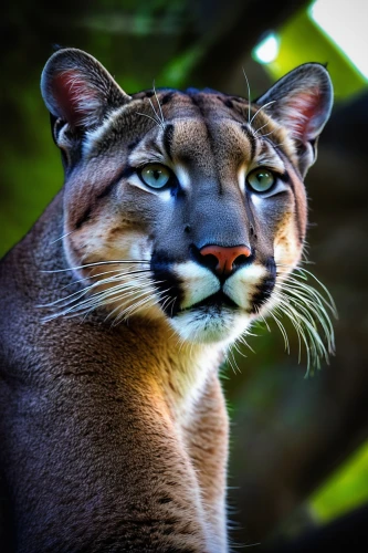 great puma,mountain lion,cougar,cougar head,felidae,blue tiger,wild cat,arabian mau,european shorthair,fossa,geometrical cougar,head of panther,korat,big cat,ocelot,asian tiger,abyssinian,bengal tiger,wildcat,a tiger,Unique,Paper Cuts,Paper Cuts 01