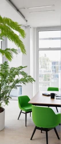 fern plant,norfolk island pine,green plants,thuja,fan palm,contemporary decor,conference room table,modern office,modern decor,furnished office,houseplant,meeting room,search interior solutions,potted palm,creative office,conference table,ostrich fern,house plants,conference room,green plant,Photography,Fashion Photography,Fashion Photography 10