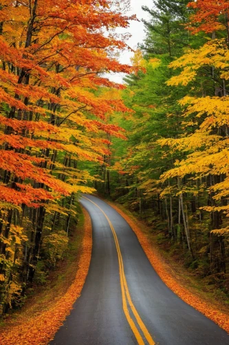 maple road,forest road,fall foliage,vermont,fall landscape,colors of autumn,tree lined lane,autumn scenery,aaa,autumn motive,autumn forest,country road,autumn background,autumn trees,winding roads,fall colors,fork road,deciduous forest,autumn colors,mountain road,Art,Artistic Painting,Artistic Painting 01