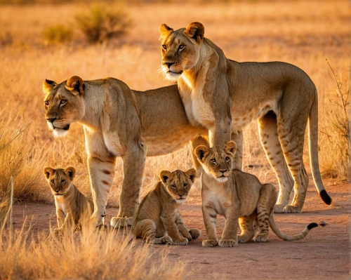 lionesses,male lions,lion children,family outing,cheetah and cubs,etosha,white lion family,namibia,mother and children,lion father,serengeti,the mother and children,tsavo,families,harmonious family,lions,horsetail family,mother with children,big cats,lion with cub,Illustration,Paper based,Paper Based 06