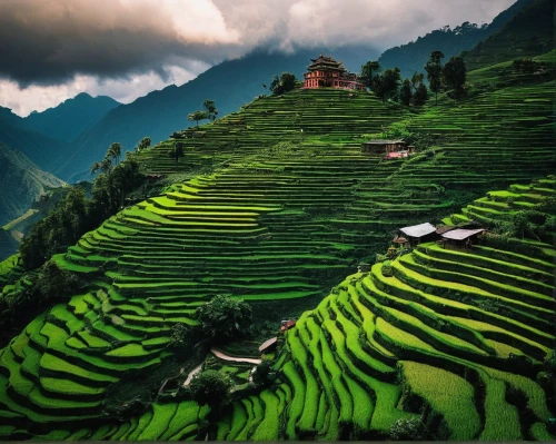 rice terraces,rice terrace,ha giang,rice fields,rice field,rice paddies,the rice field,sapa,ricefield,vietnam,terraced,nepal,green landscape,kangkong,guizhou,yunnan,vietnam's,southeast asia,vegetables landscape,rice cultivation,Illustration,Realistic Fantasy,Realistic Fantasy 36