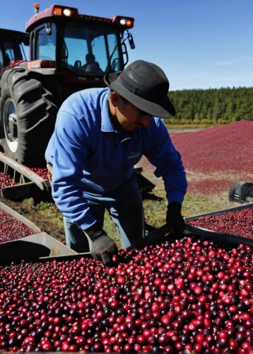 cranberries,cranberry,dried cranberries,arabica,cranberry juice,muscovado,oregon cherry,farmworker,caffè americano,lingonberry,sour cherries,harvesting,kalimotxo,greed,lingonberry jam,bilberry,farm workers,goose berries,sour cherry,crowberry,Conceptual Art,Graffiti Art,Graffiti Art 02