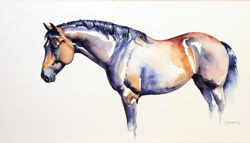 painted horse,equine,arabian horse,racehorse,draft horse,quarterhorse,belgian horse,a white horse,a horse,watercolour,watercolor painting,horse,colorful horse,dressage,portrait animal horse,palomino,gallop,watercolor,warm-blooded mare,equestrian,Illustration,Black and White,Black and White 20