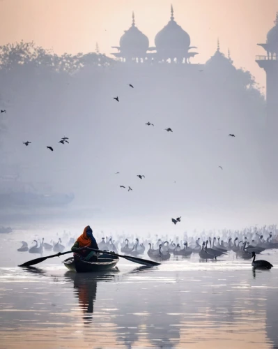 ganges,new delhi,migratory birds,delhi,by chaitanya k,agra,bird migration,srinagar,migratory bird,india,golden temple,summer palace,row boats,brahminy duck,ganga,water transportation,landscape photography,backwaters,kathmandu,bird island,Illustration,Paper based,Paper Based 08