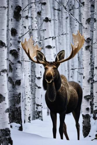 winter deer,elk,antler velvet,elk bull,moose antlers,bull moose,buffalo plaid antlers,whitetail,moose,male deer,whitetail buck,antler,glowing antlers,red deer,buck antlers,european deer,buffalo plaid deer,caribou,deer bull,manchurian stag,Photography,Documentary Photography,Documentary Photography 28