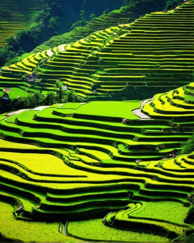 rice fields,rice field,rice terraces,rice terrace,the rice field,ricefield,rice paddies,yamada's rice fields,terraced,vegetables landscape,ha giang,rice cultivation,vietnam,paddy field,terraces,vietnam's,green fields,guizhou,agricultural,rice mountain,Illustration,Paper based,Paper Based 14