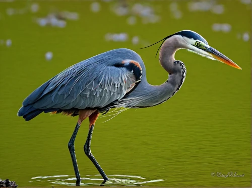 great blue heron,great heron,pacific heron,cow heron,gray heron,spoon heron,common heron,white necked heron,wading bird,white-faced heron,heron,herons,grey heron,the danube delta,pied heron,danube delta,rallidae,bird photography,coastal bird,aquatic bird,Art,Classical Oil Painting,Classical Oil Painting 31