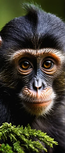 colobus,marmoset,white-fronted capuchin,white-headed capuchin,tufted capuchin,common chimpanzee,cercopithecus neglectus,langur,primate,guenon,capuchin,chimpanzee,tamarin,de brazza's monkey,saguinus oedipus,siamang,primates,bonobo,squirrel monkey,gibbon,Conceptual Art,Daily,Daily 28