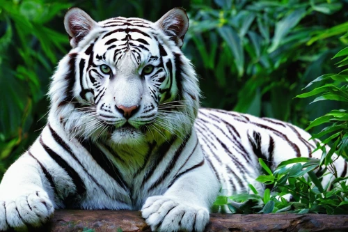 white tiger,white bengal tiger,asian tiger,bengal tiger,a tiger,blue tiger,siberian tiger,tiger png,bengal,tigers,tiger,type royal tiger,bengalenuhu,young tiger,tigerle,diamond zebra,royal tiger,exotic animals,sumatran tiger,endangered specie,Art,Artistic Painting,Artistic Painting 40