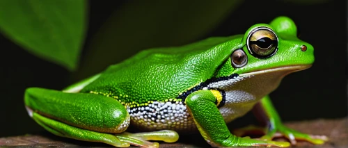 pacific treefrog,squirrel tree frog,coral finger tree frog,red-eyed tree frog,eastern dwarf tree frog,litoria caerulea,litoria fallax,green frog,tree frog,barking tree frog,morelia viridis,tree frogs,patrol,hyla,frog background,male portrait,wallace's flying frog,gray treefrog,malagasy taggecko,kissing frog,Conceptual Art,Fantasy,Fantasy 20