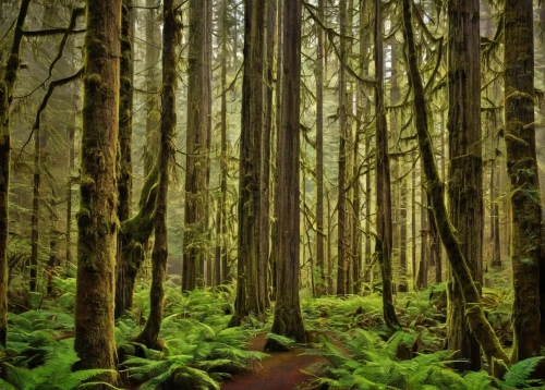 vancouver island,northwest forest,redwoods,old-growth forest,forest floor,spruce forest,tofino,foggy forest,forest moss,forests,forest man,forest of dreams,the forest,elven forest,cartoon forest,forest walk,the forests,big trees,redwood,fir forest,Art,Artistic Painting,Artistic Painting 45