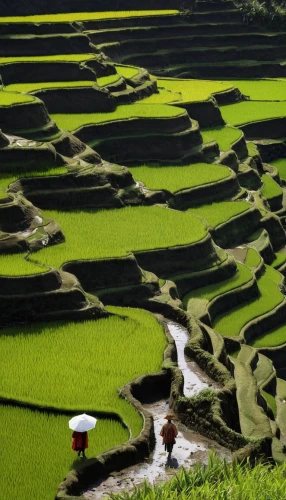rice fields,rice paddies,rice field,rice terrace,ricefield,rice terraces,the rice field,yamada's rice fields,rice cultivation,terraced,paddy field,ha giang,paddy harvest,green fields,guizhou,green landscape,vegetables landscape,field cultivation,tea plantations,meanders,Illustration,Realistic Fantasy,Realistic Fantasy 42