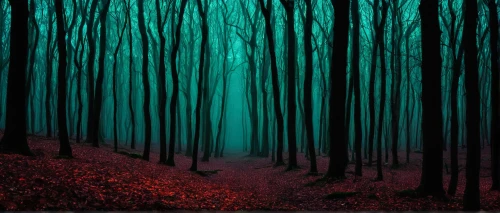 foggy forest,haunted forest,forest dark,forest background,forest of dreams,germany forest,the forest,forest,forest landscape,autumn forest,green forest,elven forest,forest floor,fairytale forest,forest path,black forest,forests,the forests,enchanted forest,winter forest,Photography,Artistic Photography,Artistic Photography 10