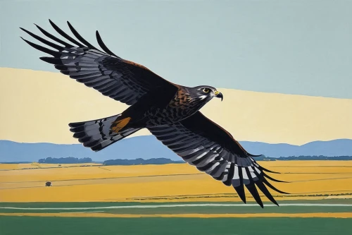 steppe eagle,marsh harrier,wool head vulture,steppe buzzard,northern harrier,black kite,mongolian eagle,steller's sea eagle,blue buzzard,falconiformes,red tailed kite,mountain hawk eagle,california condor,red kite,of prey eagle,western meadowlark,yellow billed kite,harris's hawk,eagle illustration,sea eagle,Conceptual Art,Oil color,Oil Color 13