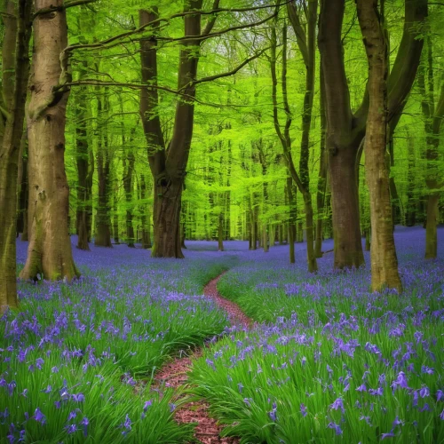 bluebells,beautiful bluebells,bluebell,forest path,fairytale forest,fairy forest,wooden path,tree lined path,forest of dean,forest walk,germany forest,pathway,hiking path,the path,the mystical path,aaa,forest road,star wood,forest glade,enchanted forest,Photography,Documentary Photography,Documentary Photography 26